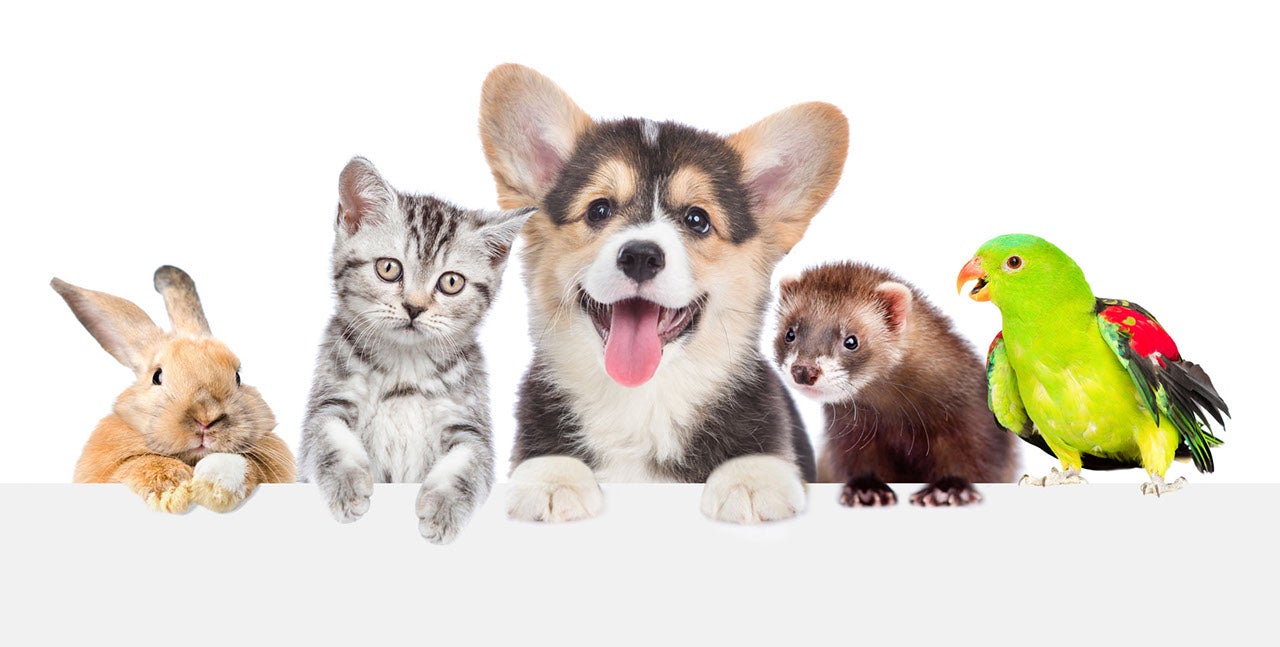 Group of pets together over white banner. isolated on white background